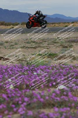 media/Jan-14-2023-SoCal Trackdays (Sat) [[497694156f]]/Turn 14 Exit Bloomig (145pm)/